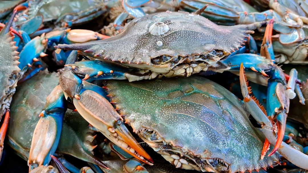 Export-grade IQF blue crab packed in 10 kg cartons