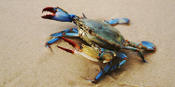 Callinectes sapidus blue crab harvested from Persian Gulf and Oman Sea